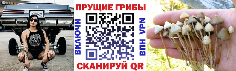 Галлюциногенные грибы ЛСД  Рудня 